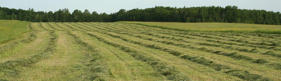 Hay Field