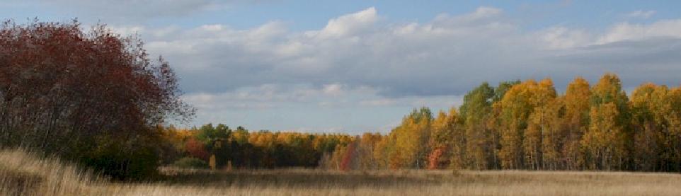 Hay Field