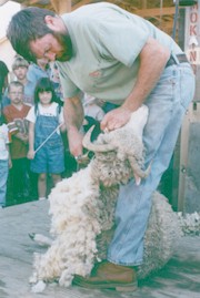 shearing1.jpg (24068 bytes)